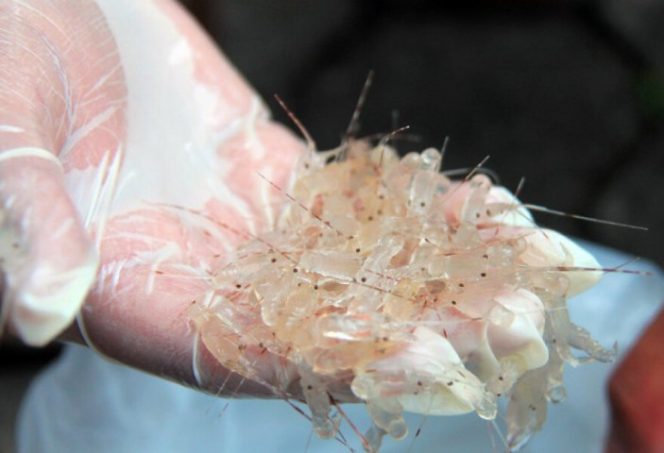 
					Polisi Gagalkan Penyelundupan Benih Lobster Senilai Rp11,4 Miliar 