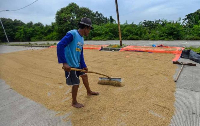 
					Gabah Kering di Pati Alami Kenaikan Harga Tertinggi dalam Sejarah