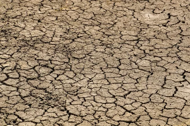 
					Waketum MUI Imbau Umat Muslim Dirikan Salat Istisqa Sikapi Dampak El Nino