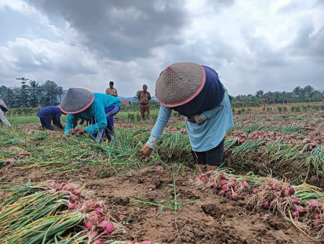 
					Kelompok Tani Suka Asih Panen Hasil Budidaya Bawang Merah Dampingan JATAM Cilacap