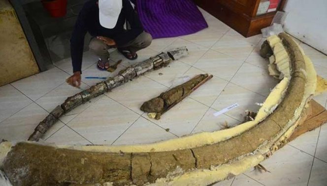 
					Temuan Fosil Gading Gajah Purba di Kudus, Diperkirakan Berusia 750 Ribu Tahun