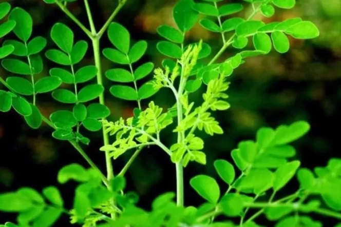 
					Mampu Atasi Asam Lambung hingga Jadi Obat Cacingan, Inilah 10 Manfaat Daun Kelor untuk Kesehatan