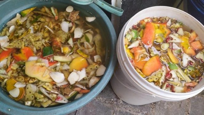 
					Sampah organik yang dikumpulkan untuk membuat Eco Enzyme. Foto: pribadi