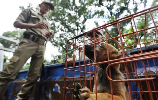 
					Polisi Amankan Truk Pengangkut Ratusan Anjing Tanpa Dokumen Resmi di Tol Kalikangkung