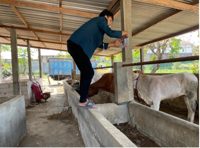 
					Pentingnya Biosecurity, Mahasiswa KKN Undip Sosialisasikan Sanitasi dan Pengendalian Penyakit Ternak