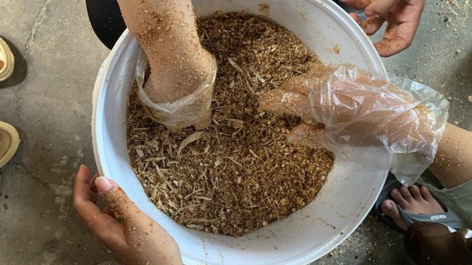 
					Sulap Tongkol Jagung Jadi Pakan Ternak – Mahasiwa KKN Tim II Undip Memanfaatkan Limbah Tongkol Jagung Jadi Pakan Ternak Tinggi Nutrisi dengan Metode Pengawetan Silase